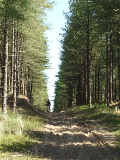 Distant_n_walking_in_forest