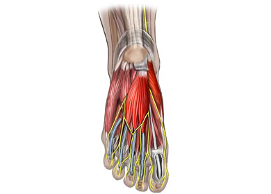 Foot_anatomy