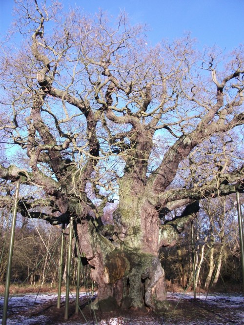 Major_oak