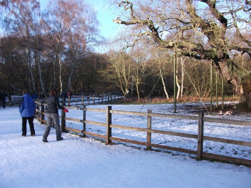 Nich_and_di_major_oak