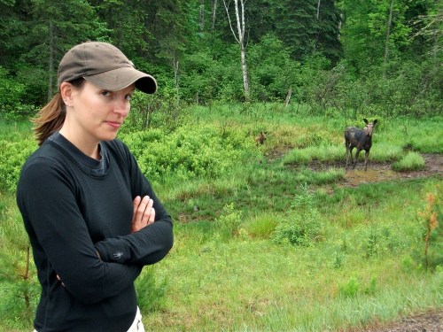 Algonquin_park_moose